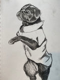 Pug