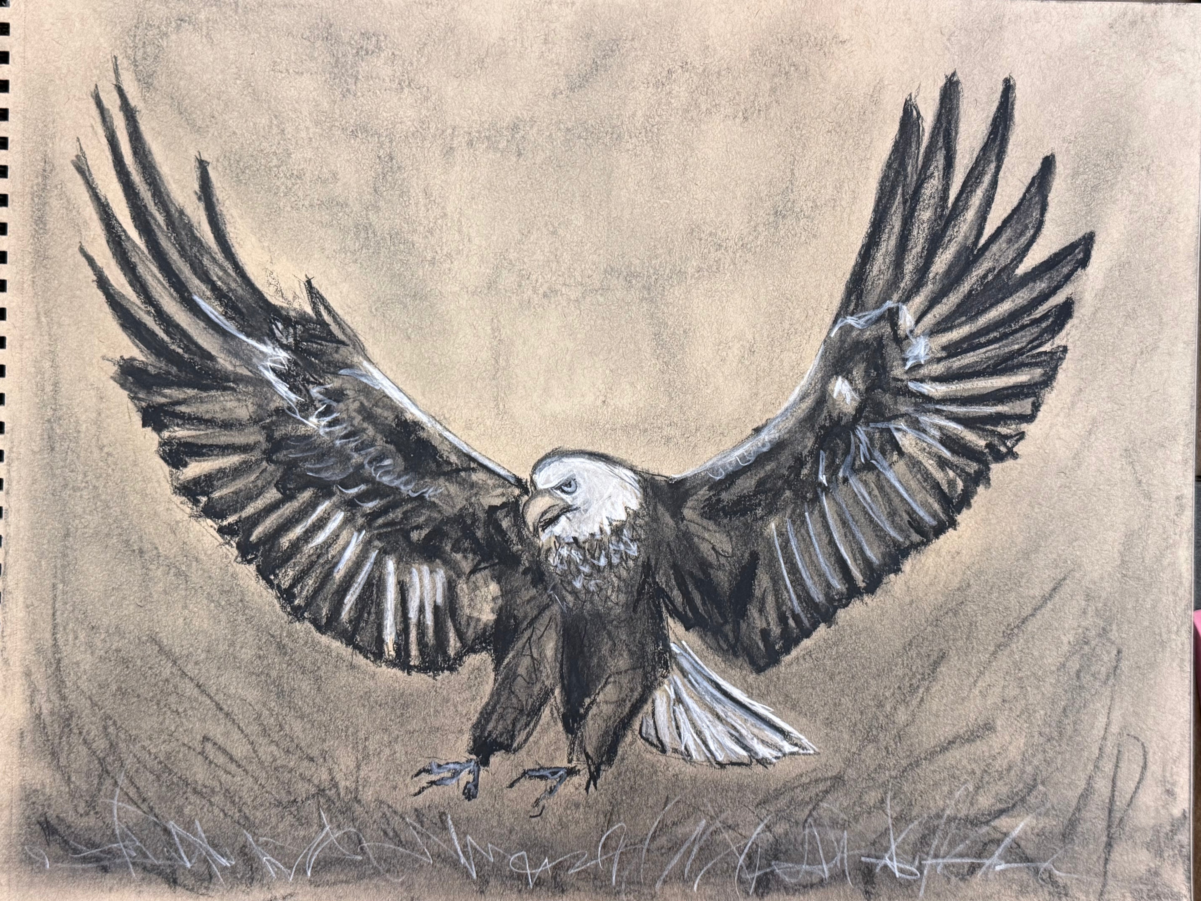 Zoography Sketch - Eagle