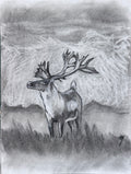 Reindeer