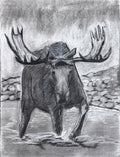 Moose Encounter