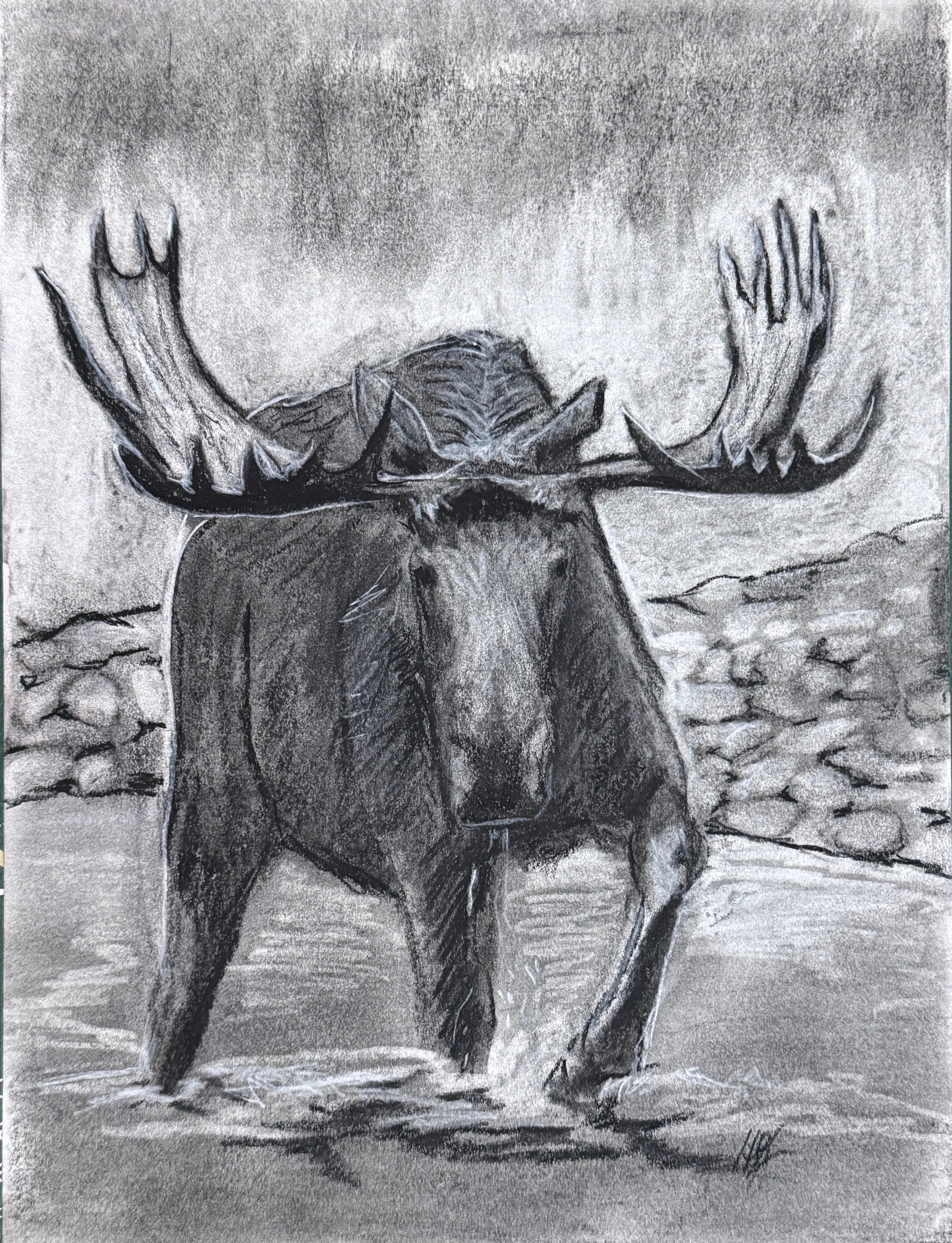 Moose Encounter